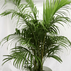 Areca palm
