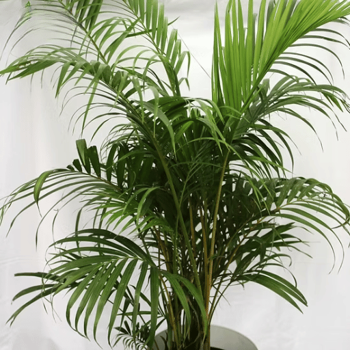Areca palm