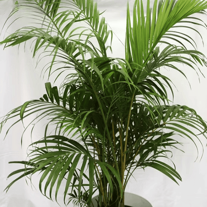 Areca palm