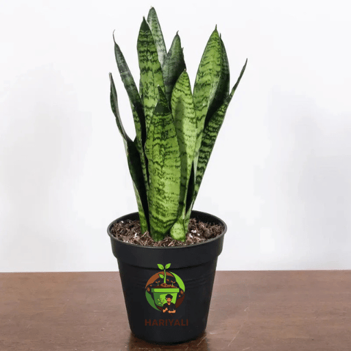 Snake Plants (Sansevieria)
