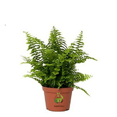 Boston Fern (Nephrolepis exaltata)