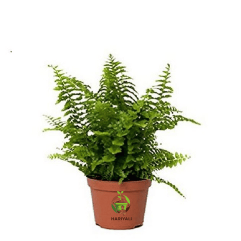 Boston Fern (Nephrolepis exaltata)