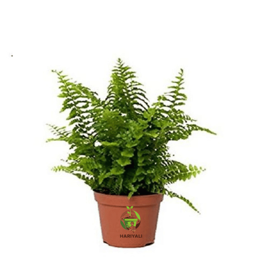 Boston Fern (Nephrolepis exaltata)
