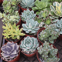 Succulent Mix (Set of 4–5 Plants)