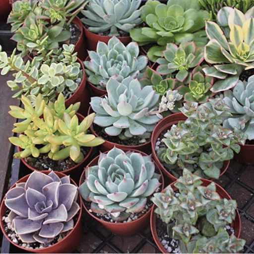 Succulent Mix (Set of 4–5 Plants)