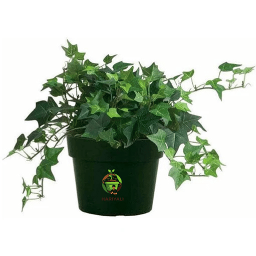 English Ivy (Hedera helix)