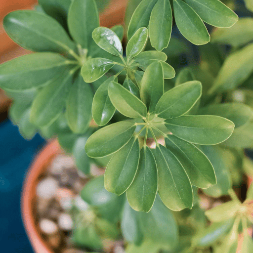Schefflera (Umbrella Plant)