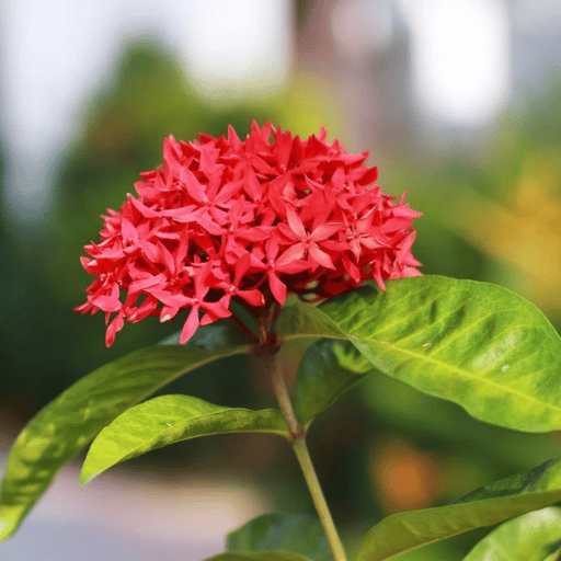 Ixora (Ixora coccinea)
