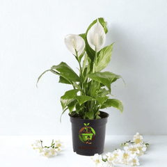 Peace Lily (Spathiphyllum spp.)
