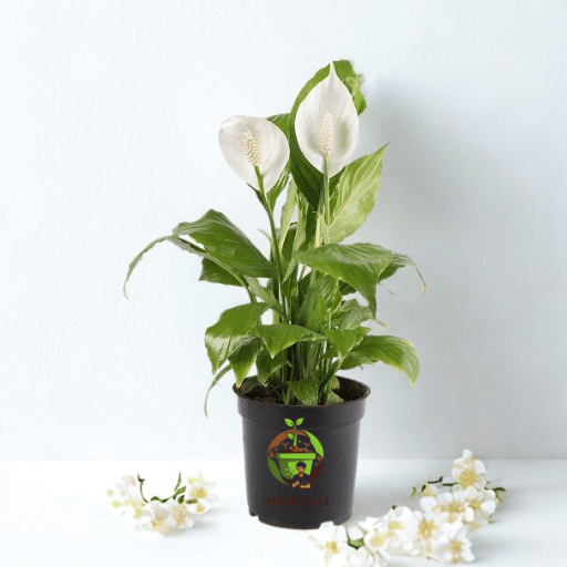 Peace Lily (Spathiphyllum spp.)