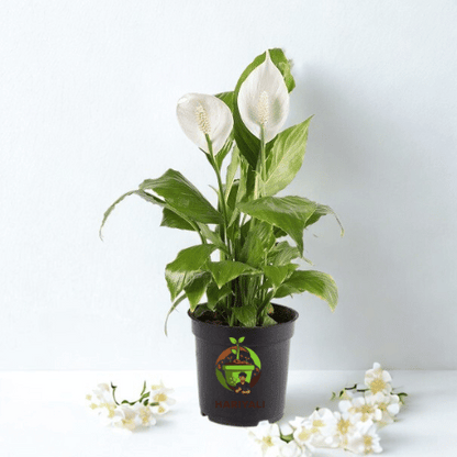 Peace Lily (Spathiphyllum spp.)