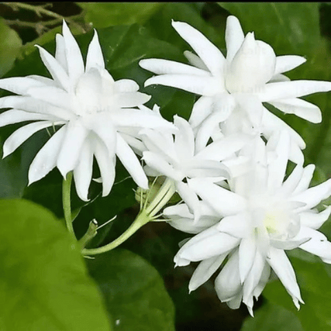 Jasmine (Mogra Jasminum sambac)