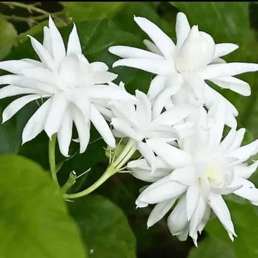Jasmine (Mogra Jasminum sambac)
