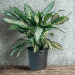 chinese evergreen