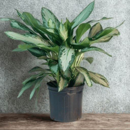chinese evergreen