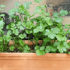 Coriander (Cilantro  Dhaniya)