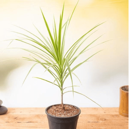 Dracaena Marginata (Dragon Tree)