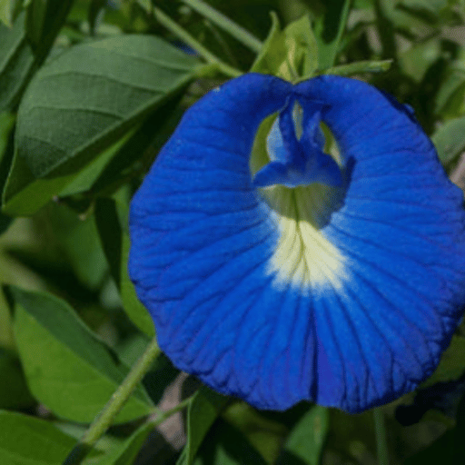 Aparajita (Butterfly Pea Clitoria ternatea)