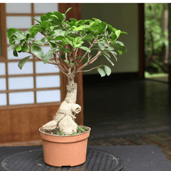 Ficus Bonsai (Miniature Ficus Tree