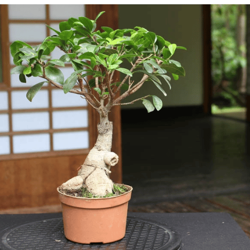 Ficus Bonsai (Miniature Ficus Tree