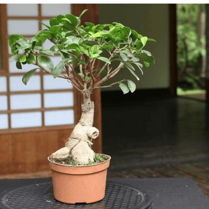 Ficus Bonsai (Miniature Ficus Tree