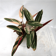 Calathea (Prayer Plant Family)
