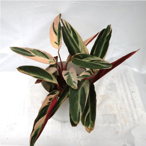 Calathea (Prayer Plant Family)