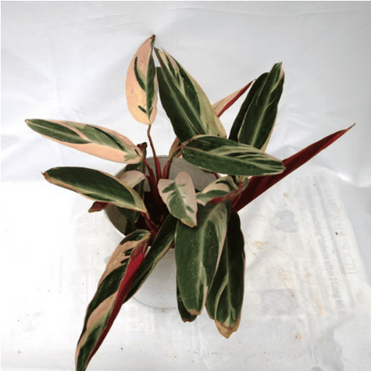Calathea (Prayer Plant Family)