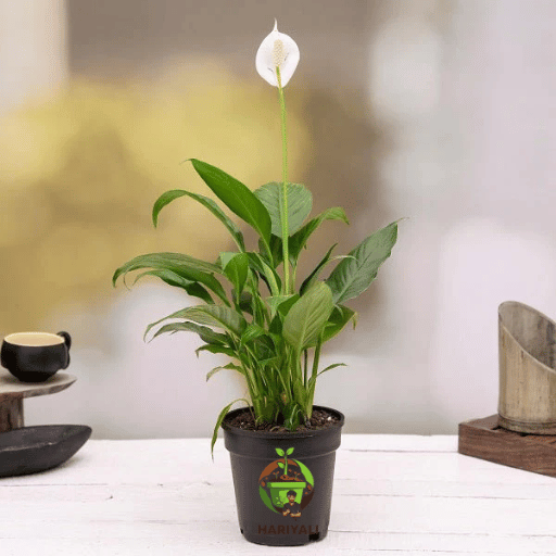 Peace Lily (Spathiphyllum spp.)