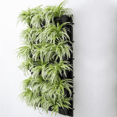 spider plant