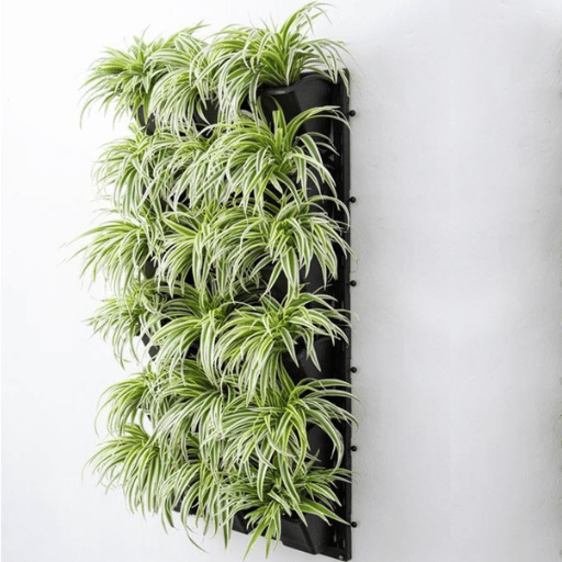 spider plant