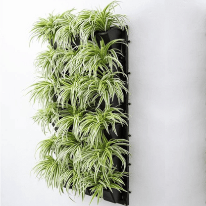 spider plant