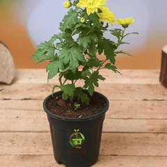 Chrysanthemum (Shevanti  Mum)