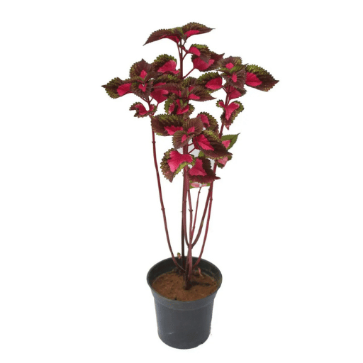 Coleus (Plectranthus scutellarioides)