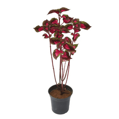 Coleus (Plectranthus scutellarioides)