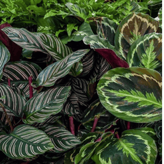 Calathea (Prayer Plant Family)