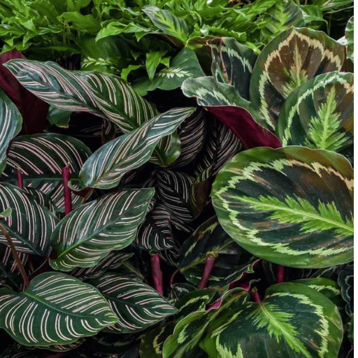 Calathea (Prayer Plant Family)