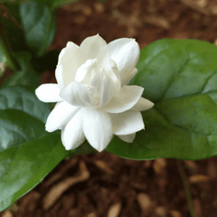 Jasmine (Mogra Jasminum sambac)