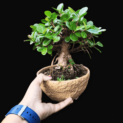 Ficus Bonsai (Miniature Ficus Tree