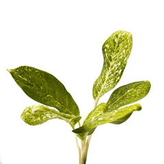 chinese evergreen