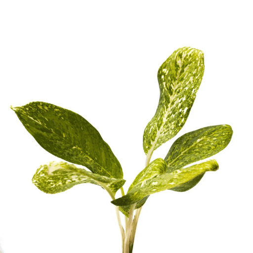 chinese evergreen