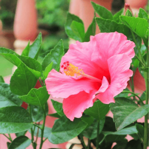 Hibiscus (Hibiscus rosa-sinensis)