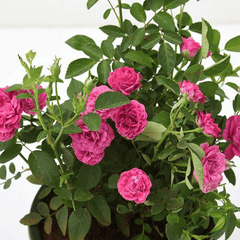 Miniature Rose (Button Rose)