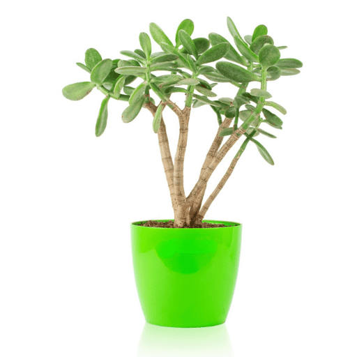 Jade Plant (Crassula ovata)