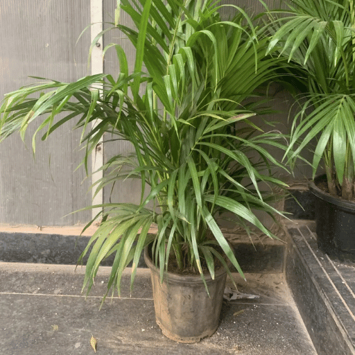 Areca palm