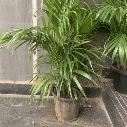 Areca palm