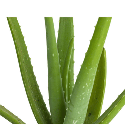 Aloe Vera (Aloe barbadensis miller)
