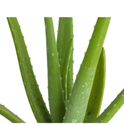 Aloe Vera (Aloe barbadensis miller)