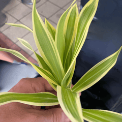 Lucky Bamboo (Dracaena sanderiana)