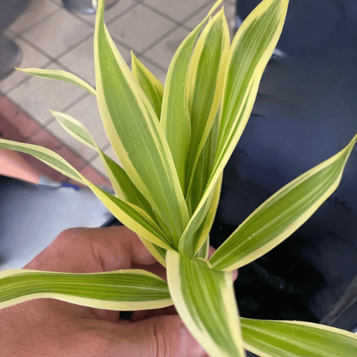 Lucky Bamboo (Dracaena sanderiana)